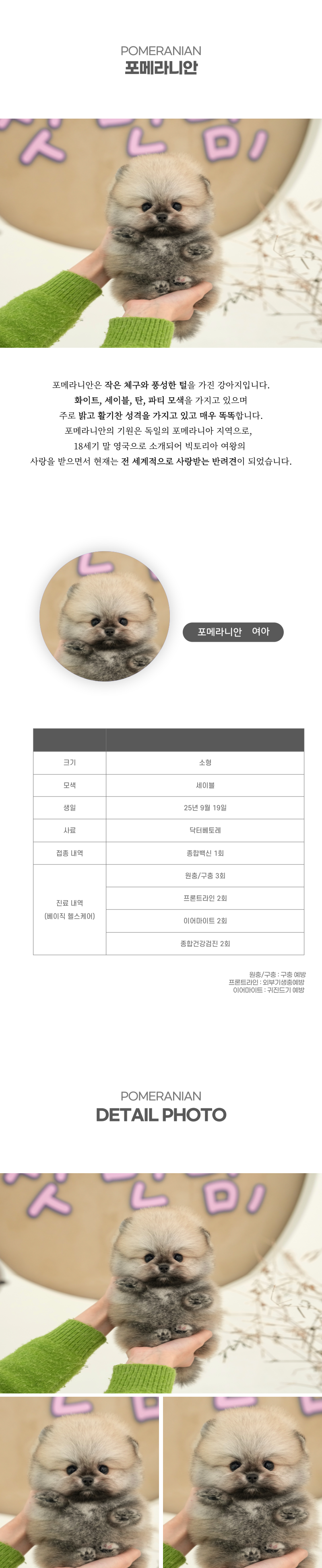 포메라니안_상세이미지_2